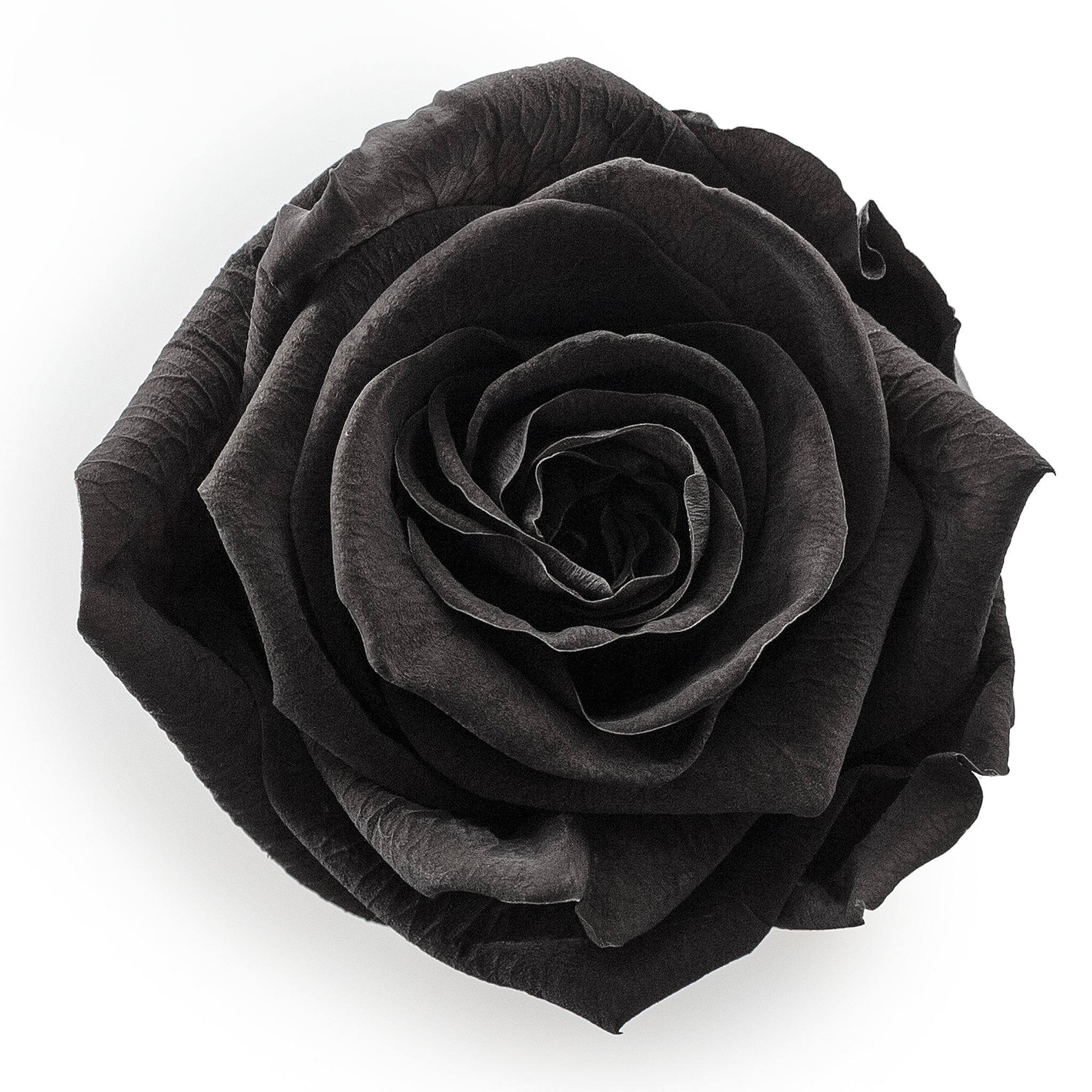 Forever Roses & S Round White Box – Flowers First