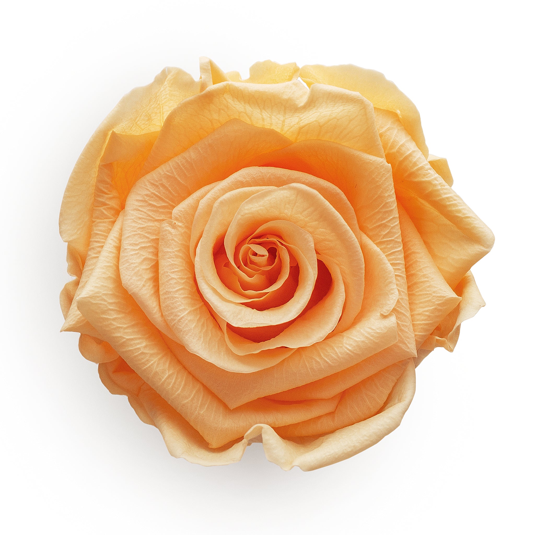 Forever Roses & S Round White Box – Flowers First